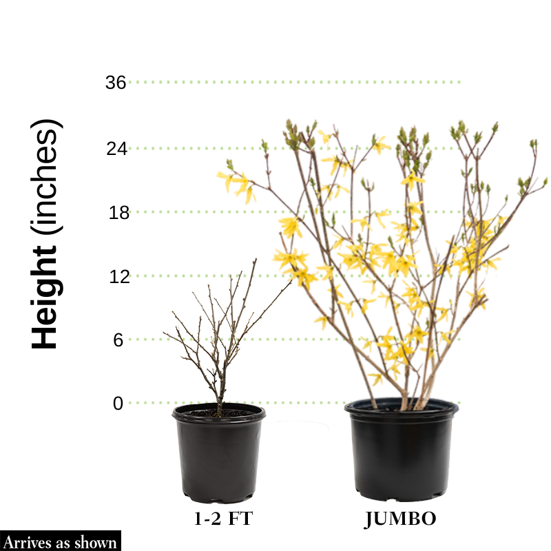 can i plant forsythia in a pot Lynwood Gold Forsythia