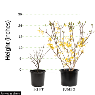 Lynwood Gold Forsythia