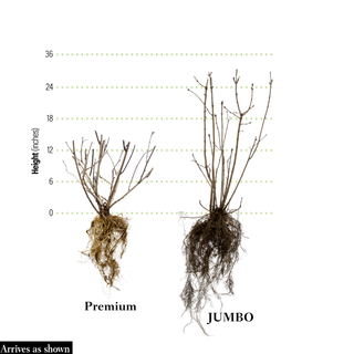 Snowy Beach Party™ Lilac Shrub