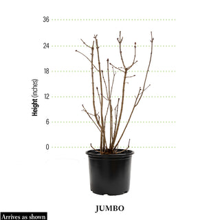 Summer Carnival Hibiscus