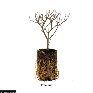 Federico García Lorca Lilac