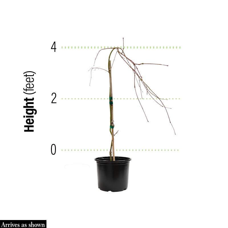 Viridis Laceleaf Maple Japanese – Spring Hill Nurseries Viridis Laceleaf Maple Japanese – Spring Hill Nurseries