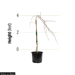 Viridis Laceleaf Maple Japanese
