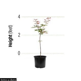 Geisha Gone Wild Japanese Maple