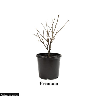 Summerific® Lilac Crush Hibiscus