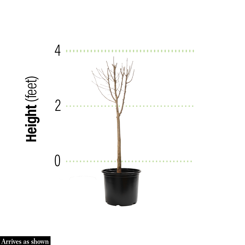 buckeye tree bonsai Lavaburst Ohio Buckeye Tree - 2-4 ft - Ships Year-Round | Aesculus glabra 'LavaDak' | Green | White | Zone 3-7 | Full Sun