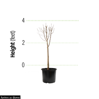 Tricolor European Beech