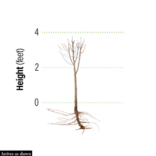 Ardens Hardy Hibiscus Standard Tree