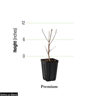 Danica® Hardy Hibiscus