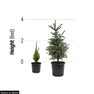 Montgomery Blue Spruce