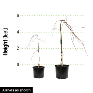 Morioka Weeping Katsura