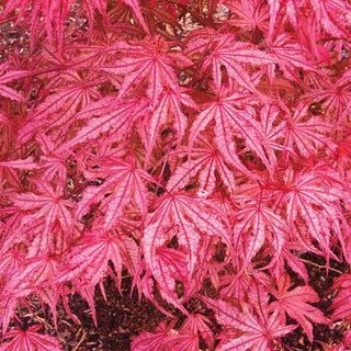 Olsen’s Frosted Strawberry Japanese Maple