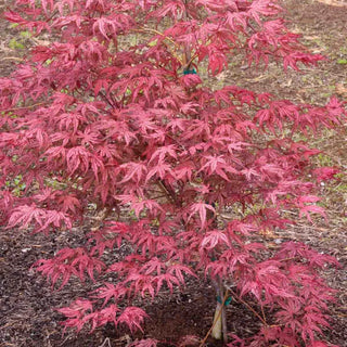 Olsen’s Frosted Strawberry Japanese Maple
