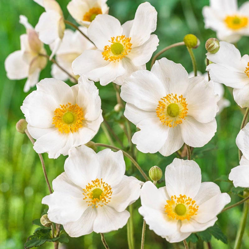 Japanese Anemone &