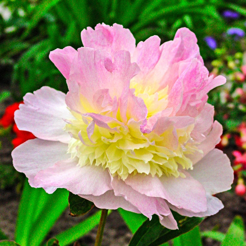 Raspberry Sundae Peony - Spring Hill Nurseries