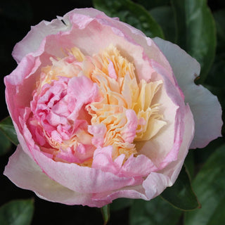 Raspberry Sundae Peony