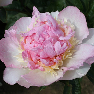 Raspberry Sundae Peony