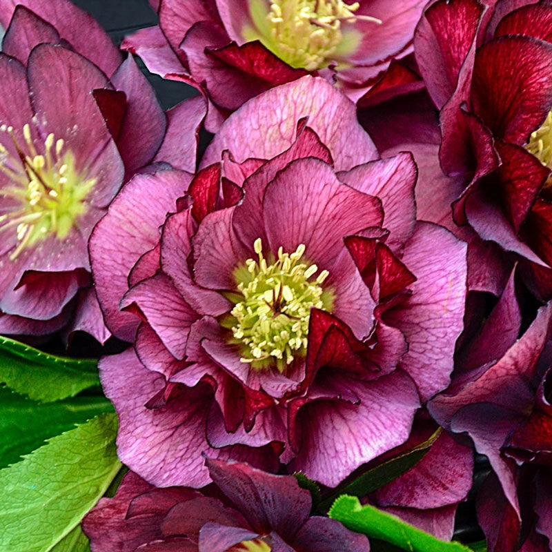 True Love Helleborus