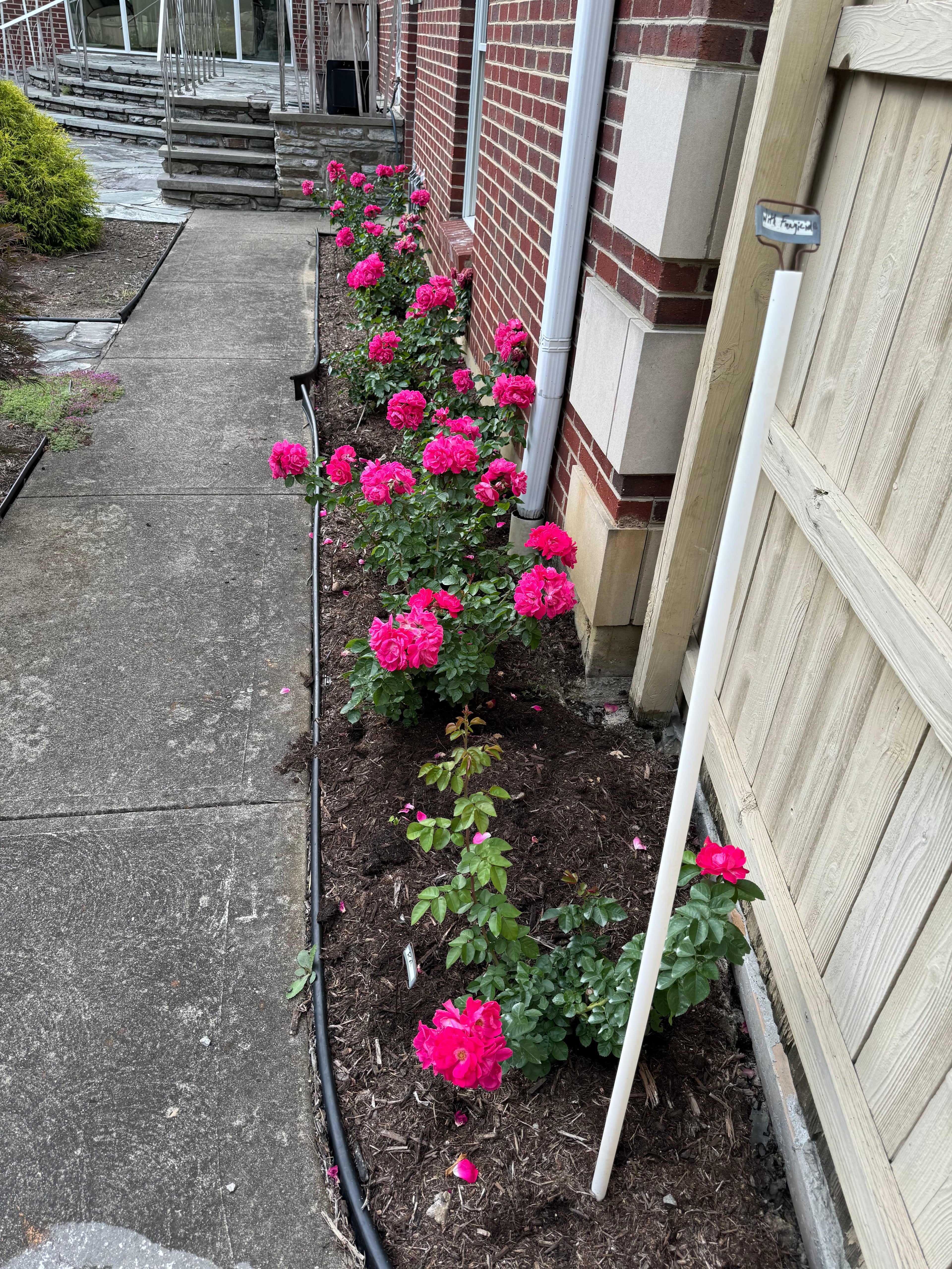 Party Hardy™ Shrub Rose