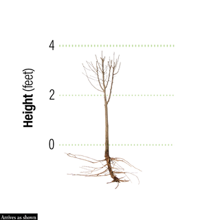 Ruby Ruffle® Patio Peach