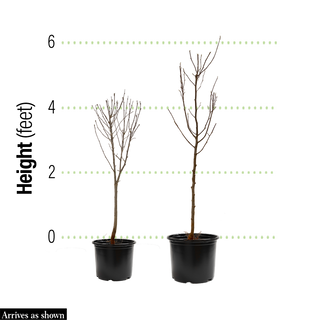 Final Fire® Maple Tree