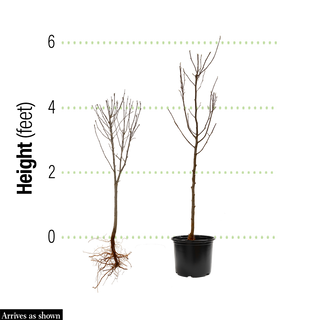 Flame Thrower® Redbud