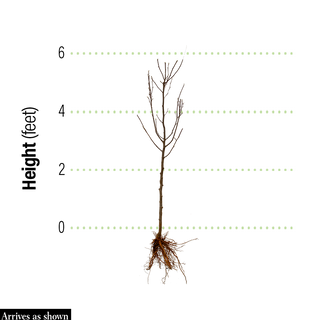 Crimson Cloud™ Hawthorn Tree