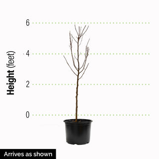 Claim Jumper Katsura Tree