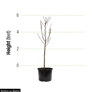 Apple Sundance™ (PP13819) STD