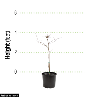 Watermelon Sugar Dogwood