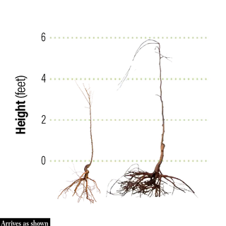 Snow Fountain Weeping Cherry Tree