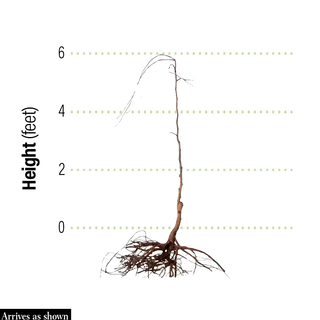 Double Pink Weeping Cherry Tree