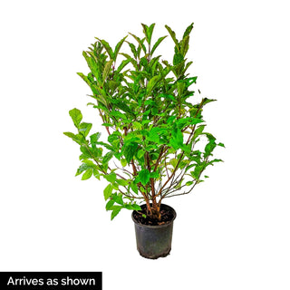 Federico García Lorca Lilac