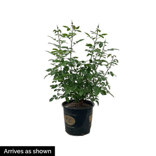 Arctic Blue™ Floribunda Rose