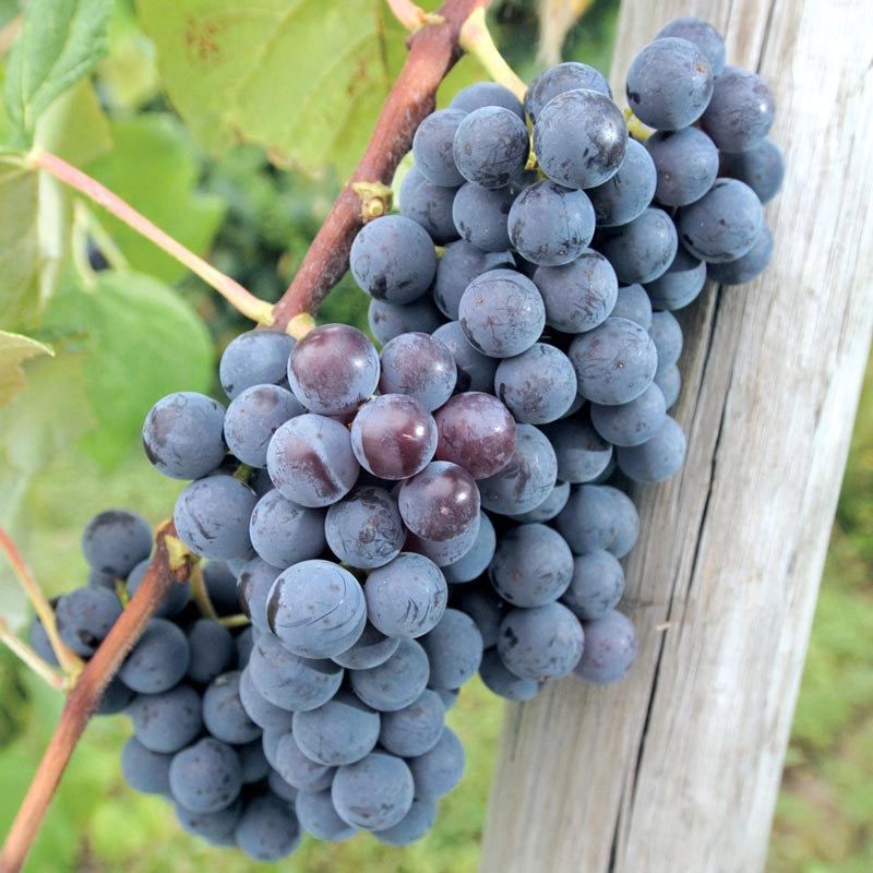 Blue Concord Seedless Grape