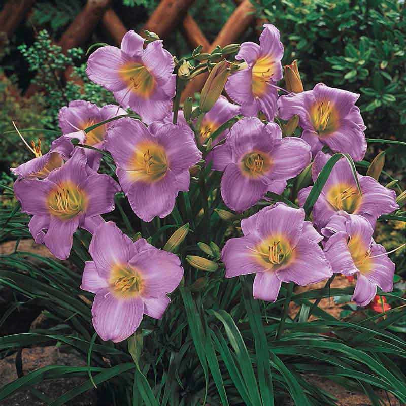 Buy Purple De Oro Dwarf Daylily At Spring Hill Nursery Buy Purple De Oro Dwarf Daylily At Spring Hill Nursery