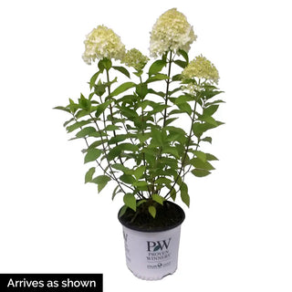 Bobo® Hydrangea