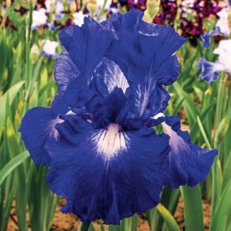 Speed Limit Reblooming Bearded Iris