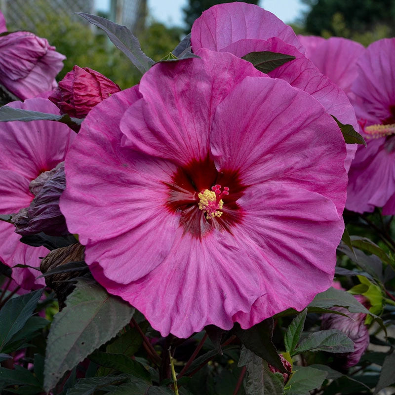 Summerific® Berry Awesome Hibiscus PP27936