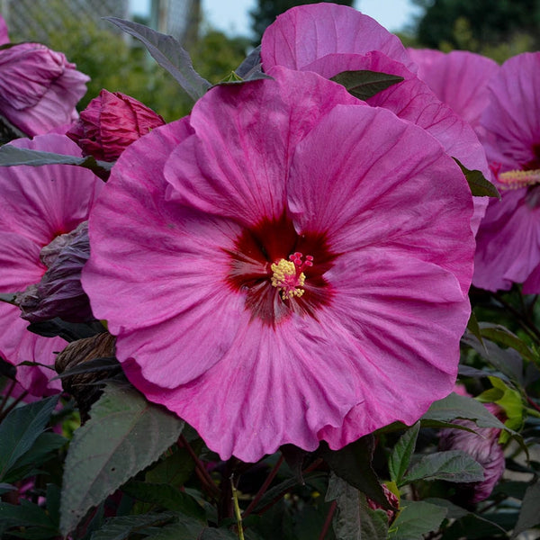 Summerific Berry Awesome Hibiscus | Spring Hill Nurseries