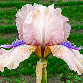 Concertina KickStart™ Reblooming Iris