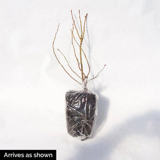 Blueberry Pink Lemonade