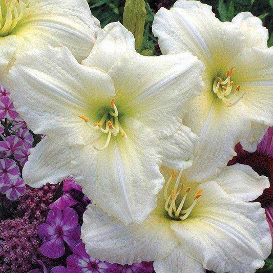 white lily senior care Joan Senior Daylily | Shop Hemerocallis