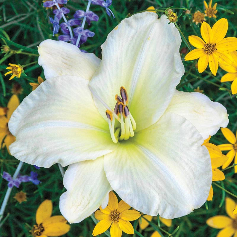 day lilies white Joan Senior Jumbo Daylily