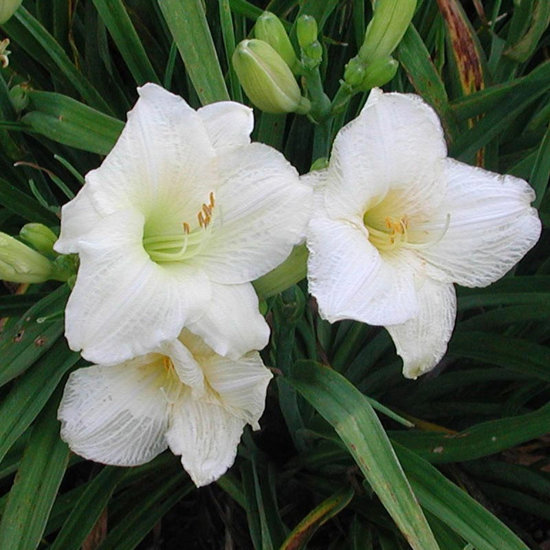 white lily senior care Joan Senior Daylily | Shop Hemerocallis