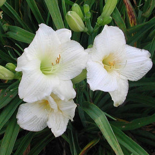 Joan Senior Jumbo Daylily