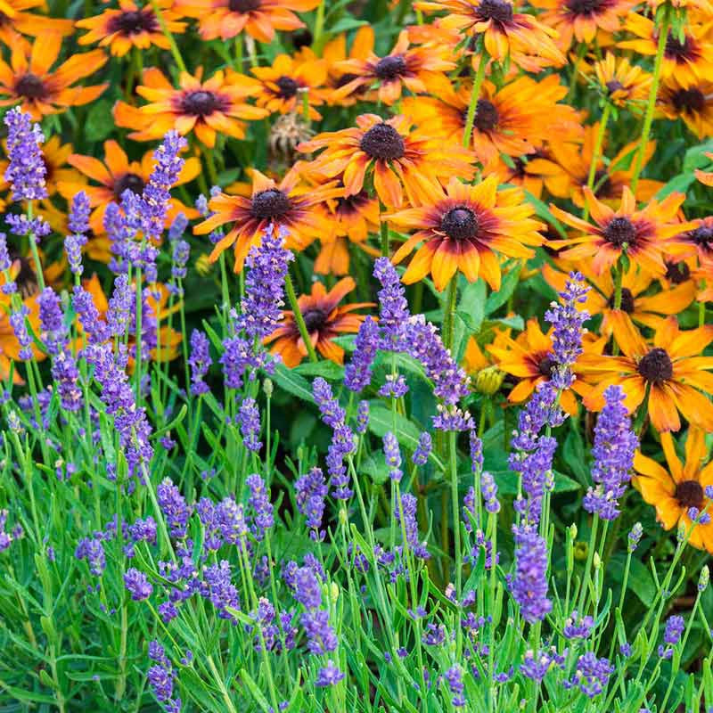 phenomenal lavender plants for sale near me Phenomenal® Lavender