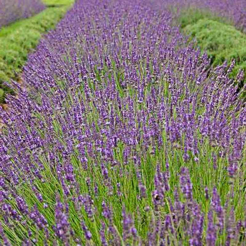 established lavender plants Phenomenal Lavender - Phenomenal Lavender Plants