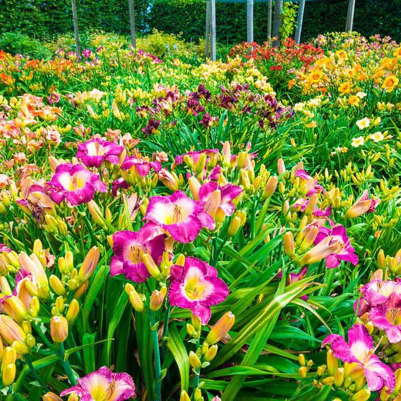 Fragrant Reblooming Daylily Value Collection