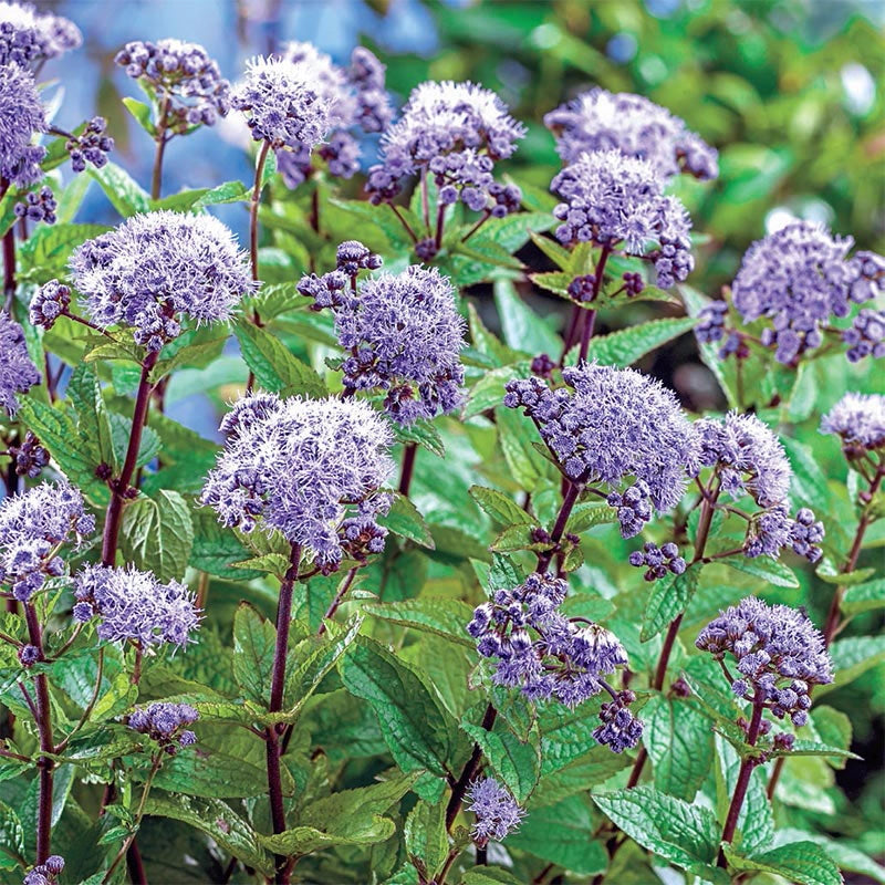 Hardy Ageratum